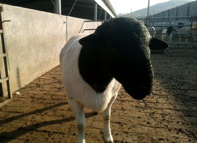 點擊查看詳細信息<br>標題：黑頭杜泊種羊展示 閱讀次數：3681